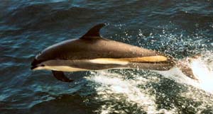 gloucester ma white sided dolphin
